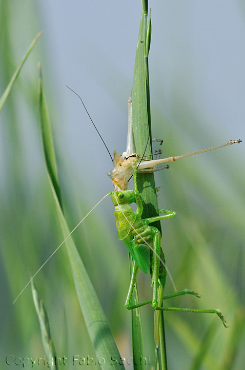 Muta Tettigonia sp.